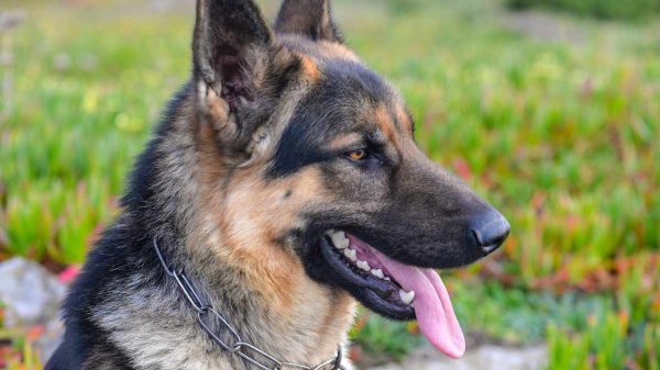 Close-up of a Blue German Shepherd with a gray-blue coat