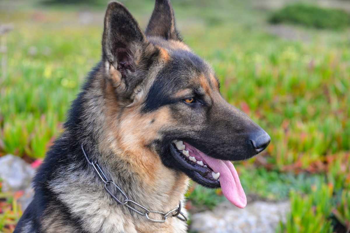 Close-up of a Blue German Shepherd with a gray-blue coat